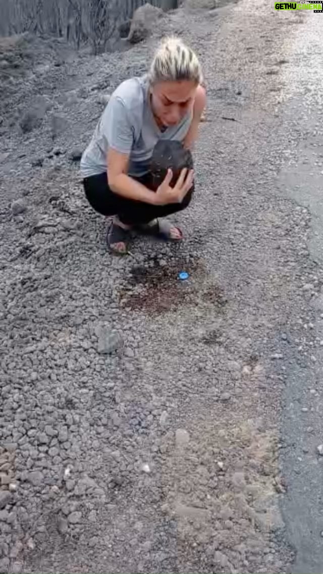 Leyla Bilginel - 5.8K Likes - Doğa ve hayvanlara olan sevgimin ne tarifi nede ölçü birimi yok! Evladım anam kardeşim neyse o derece derin bir sevgi. Ağaçlara sarılıp dakikalarca gözdelerinden gelen enerjiyi sevgiyi. Hayvanlarla olan ilişkimde aldıkları sevginin karşılığında gözlerinde gördüğüm karşılığı hep gördüm yaşadım! Ama hayatımda ilk kez böyle bir yoksunluk ve avı yaşadım. Ve diliyorum bir daha yaşamam! Yangından kaçan o hayvanların sesleri! Kül olmuş ağaçların sessiz çığlıklarını duydum! Ve yangından kaçan bir kaplumbağanın insanın gözlerinin içine bakıp medet istemesine şahit oldum! Herkes bilir en çekingen hayvanlardandır. Bırakın bir insanın ellerinden tutup gözlerinin içine bakmayı. En ufak bir ses duysa kabuğunun içinden çıkmaz! Bu gördüğünüz kısa bir an ama birde bana gelin sorun beler yaşadım dakikalarca bu güzel canla! Boynunu uzatıp sanki öpmek istedi beni! Elimizden içtiği o suyu görseniz nasıl bir acı korku susuzluk yaşadığını anlarsınız! Ellerimden tutup kabuğundan çıkmak istediğini o kadar net hissettirdi ki bana! O kabuğunun içinde nasıl bir korku yaşadıysa artık siz düşünün! Ve yüzlerce kaplumbağa nefes alamadığı için kabuğunun içinde patlamış bulundu! Ne diyeyim ne söyleyeyim artık söz yorum sizin! 😢😢😢 bizi affeder mi dersiniz bı canlılar!