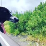 Leyla Bilginel Instagram - Candır onlar can... bir çocuğun birde köpeğin varsa tamamdır bu hayat bence! Daha fazla bir şeye gerek yok. Bende bir yavruş var yakında birde köpeğimiz olursa tamamdır bu hayat. Allahım korusun tüm yavruları ve hayvanları! Ben bayıldım bu videoya umarım sizde seversiniz canlar😂!