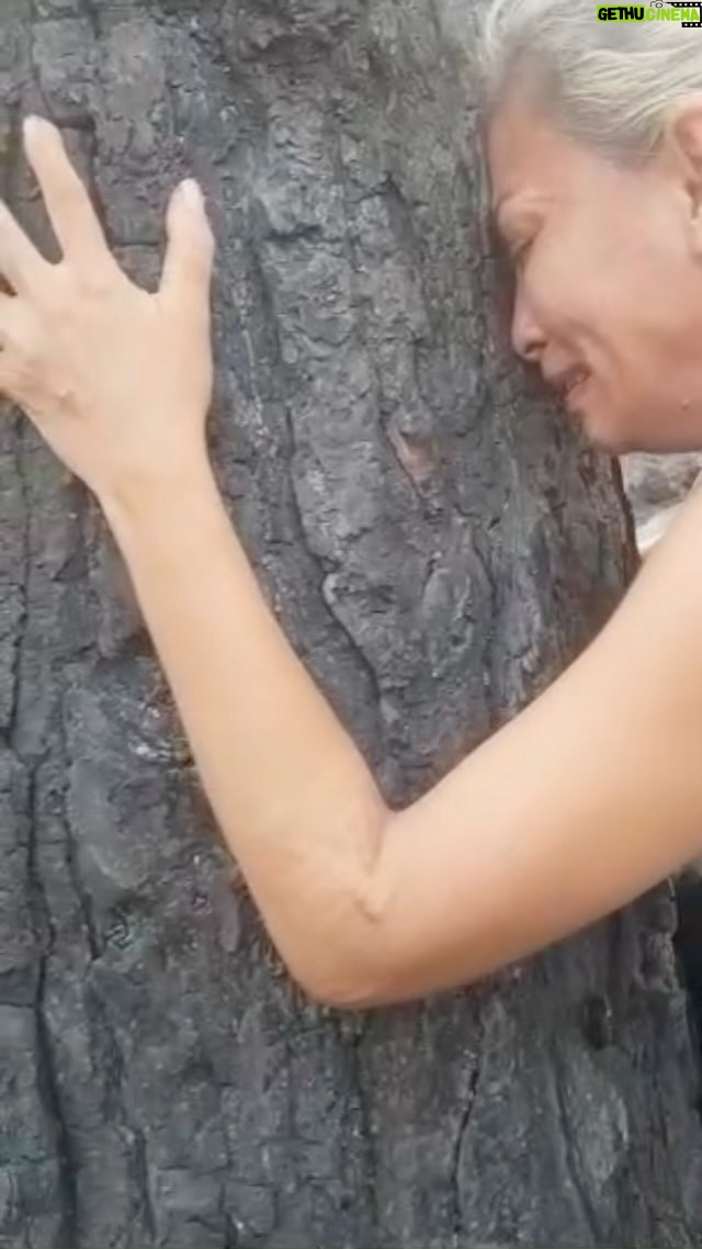 Leyla Bilginel - 7K Likes - Bu görüntü bu sabah sevgili Deniz güzel arkadaşım çekmiş attı bana! Böyle daha görünmeyen çok acı dolu anlarım var! Dayanır gibi değildi görüp yaşadıklarım! O hayvanların acıyla çıkardığı o sesler ve yanan orman kokusu zaten tarifsiz! Bu yanan ormanları unutursanız! İçinde yanan onca canı unutursanız insanlıktan Allah yolundan çıkmış şeytana hizmet ediyorsunuz bilin ki! Burada evleri yanan insanları unutursanız insan değilsiniz kalbiniz taş olmuş demektir! Ayrıca oturduğu yerden ahkam kesenler sizde sonun cehennemindesiniz farkında değilsiniz! Boş ve gereksizler bir sussun lütfen!
Çocuktum dedemin meyve ağaçları vardı! Küçük bir bahçede kiraz ağaçları birde küçük sarı erik ağacı vardı! Ama dedemlerin evinin önünde Hüseyin gazide deli Mehmet’in bağı vardı! İçinde olmayan ağaç yoktu! Kocaman bir ceviz ağacımız vardı! Bazı sabahlar o bağa iner sabah kahvaltılarını orada yapardık! Bazı zamanlar babam annemi dövdüğünde o bahçeye kaçar o ağaçların altında dizlerime kollarımı bağlar ağlardım! O ağaçlardan sanki medet beklerdim! Asıl o gece babamın annemle beni bıçakla kovaladığı o geceyi hiç unutmam! Bana ve anneme nasıl can olduklarını tüm o ağzı dili olmayan o güzel canlar! Doğaya plan aşkım ağzı dili olmayan tüm hayvanlara olan saygın sevgim bilemez kimse ne denli güçlüdür yüreğimde! Ben bu kül olmuş ormanlarda kor olmuş ağaçlara sarılıp dakikalarca dinler onlarla konuşur huzur bulurdum! Betonlaşan bu dünyada ağırlaşırken ruhum kaçar huzur bulurdum yeşilin kollarında! Feryadımı duysun yansada kor olmuş ağaçlar! Çığlıklar içinde yanan onca can! Duysun istedim özrümü duysun istedim acımı duysun istedim kalbimi! Affetsin bizi affetsinler çaresizliğimi! 😢🙏