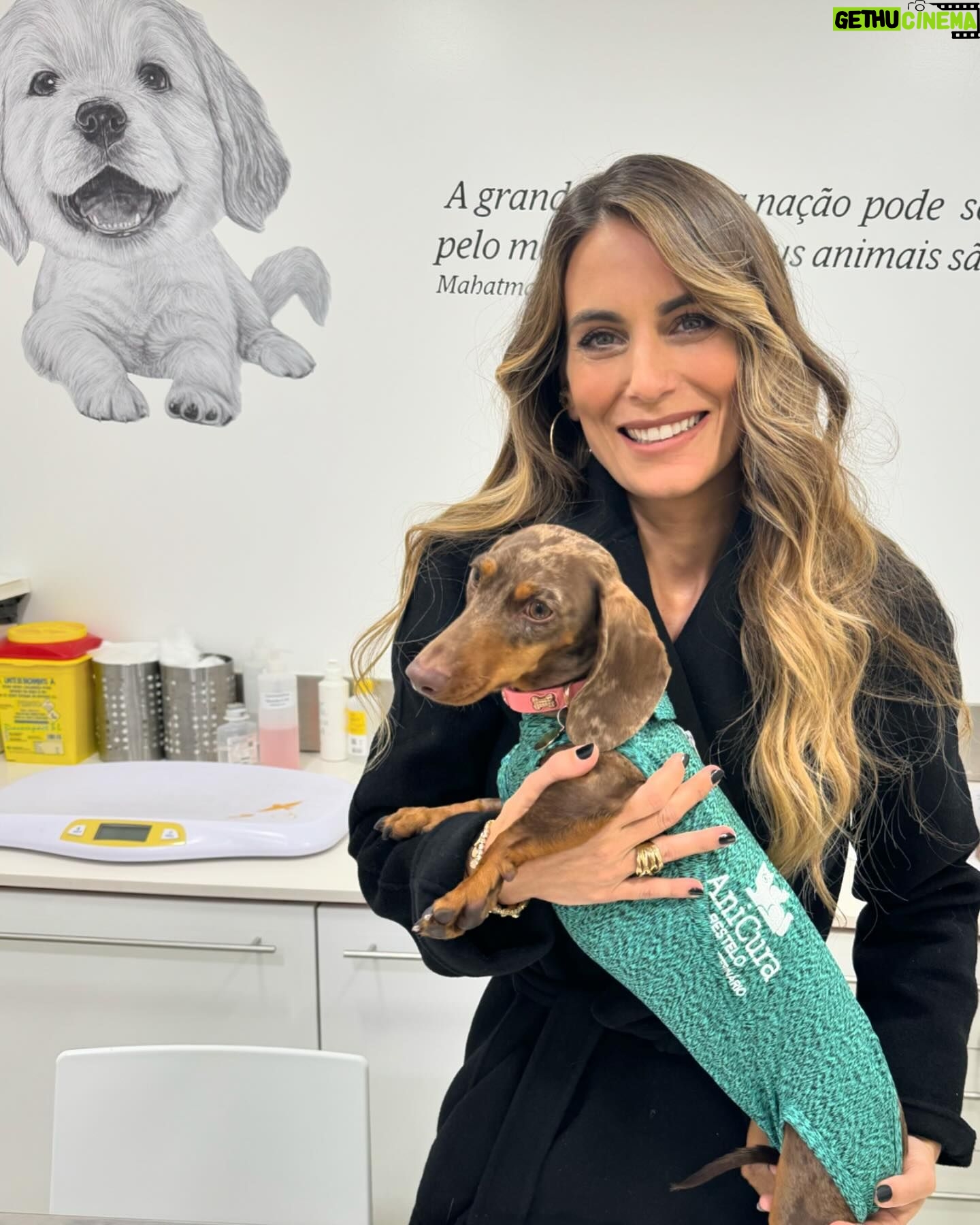 Liliana Santos Instagram - A minha @solthesunshine é sempre muito bem tratada e mimada por todos no @anicura_restelohospvet! Fica a aqui o meu profundo agradecimento a esta equipa fantástica, em quem confio de olhos fechados 💙 #ver #pet #anicura #sol #teckel #merle #dogsofinstagram #daschund