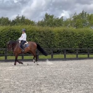 Lilly Aspell Instagram - A new chapter begins, welcome to the family king 👑 

Excited for the adventures to come 🔜 

@batessaddles @lemieuxproductsofficial @omegaequine @samshieldofficial #horsesofinstagram #equestrian #bsja #newhorse #excitingthings