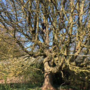 Lily Newmark Instagram - 👁 it’s “earth day“ (as is everyday on earth) and for those of you with “eco-anxiety” (me included) I recommend reading ‘Inheritors of the Earth’ by Chris D.Thomas and ‘The hidden life of Trees’ by Peter Wohlleben 🌱