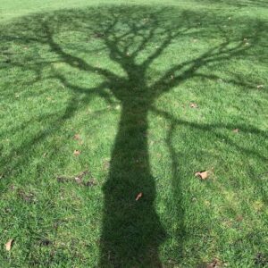 Lily Newmark Instagram - 👁 it’s “earth day“ (as is everyday on earth) and for those of you with “eco-anxiety” (me included) I recommend reading ‘Inheritors of the Earth’ by Chris D.Thomas and ‘The hidden life of Trees’ by Peter Wohlleben 🌱