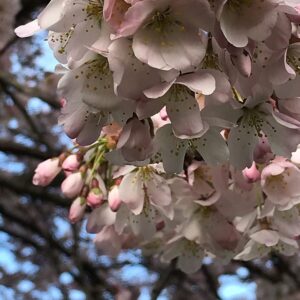 Lily Newmark Instagram - 👁 it’s “earth day“ (as is everyday on earth) and for those of you with “eco-anxiety” (me included) I recommend reading ‘Inheritors of the Earth’ by Chris D.Thomas and ‘The hidden life of Trees’ by Peter Wohlleben 🌱