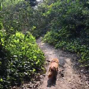 Lily Newmark Instagram - 👁 it’s “earth day“ (as is everyday on earth) and for those of you with “eco-anxiety” (me included) I recommend reading ‘Inheritors of the Earth’ by Chris D.Thomas and ‘The hidden life of Trees’ by Peter Wohlleben 🌱