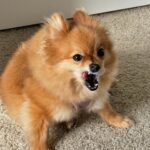 Lily Brooks O'Briant Instagram - random moments in my life ✨ • • Apparently I’ve loved wearing cowboy hat’s recently 🤠 p.s. don’t swipe! Scary photo of a monster at the end 😱 • • #photodump #cowboyhat #friends #lifelately #dog #pomeranian #friendship