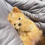 Lin Chenyi Instagram - 我親愛的兒子從生病到去當天使已經四個多月了， 即便到了現在，還是很難跟人訴說與祂的離別， 11年真的太短太短，記得剛上臺北的第二年開始，祢便一直陪伴著我經歷的大小事，那時一個人北上真的很辛苦，還遇到渣男，但祢一直都是我心靈上的支柱，生活中的每個習慣都與祢有關，睡覺時，右臂彎要開一點，因為祢要躺那裡，鬧鐘響的時候，基本上都是祢再叫我起床，早晚固定6:30吃飯飯，真的真的很愛祢，祢那麼聰明、那麼會看臉色，佛祖們一定都很喜歡祢，祢不再病痛了，謝謝這些年祢的陪伴，希望以後祢還能再來當我的孩子。 謝謝在這段時間裡有朋友、知心跟家人的關心，知道你們都很擔心我，甚至帶了新生命來到我的生活裡，一開始很怕自己還沒準備好，但為母則強，沒想到一下子就上手了，新孩子以輩分來說，是咖嚕醬的妹妹，所以她叫咖妹醬，在日語裡頭還有小烏龜的意思，感覺很可愛～反正釣魚也經常在打龜，不差多一隻龜啦😆 然後，心情真的會讓人的身體有很大的變化，這段時間我胖了7.8公斤，體脂也多了6.7%左右，自己也有嚇到，原來這就是人生巔峰的感覺..（？ 好啦！很難得分享這麼長的文，只是覺得自己也該好好正視現實，並且跟大家更新一下～