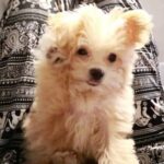 Lin Chenyi Instagram - 咖妹醬真的好聰明～ 前兩天只用了三顆飼料就學會坐下， 但小朋友真的太好動… 現階段好像也只能教到這裡😂 時間過得好快，妹妹一下就要滿三個月大了～