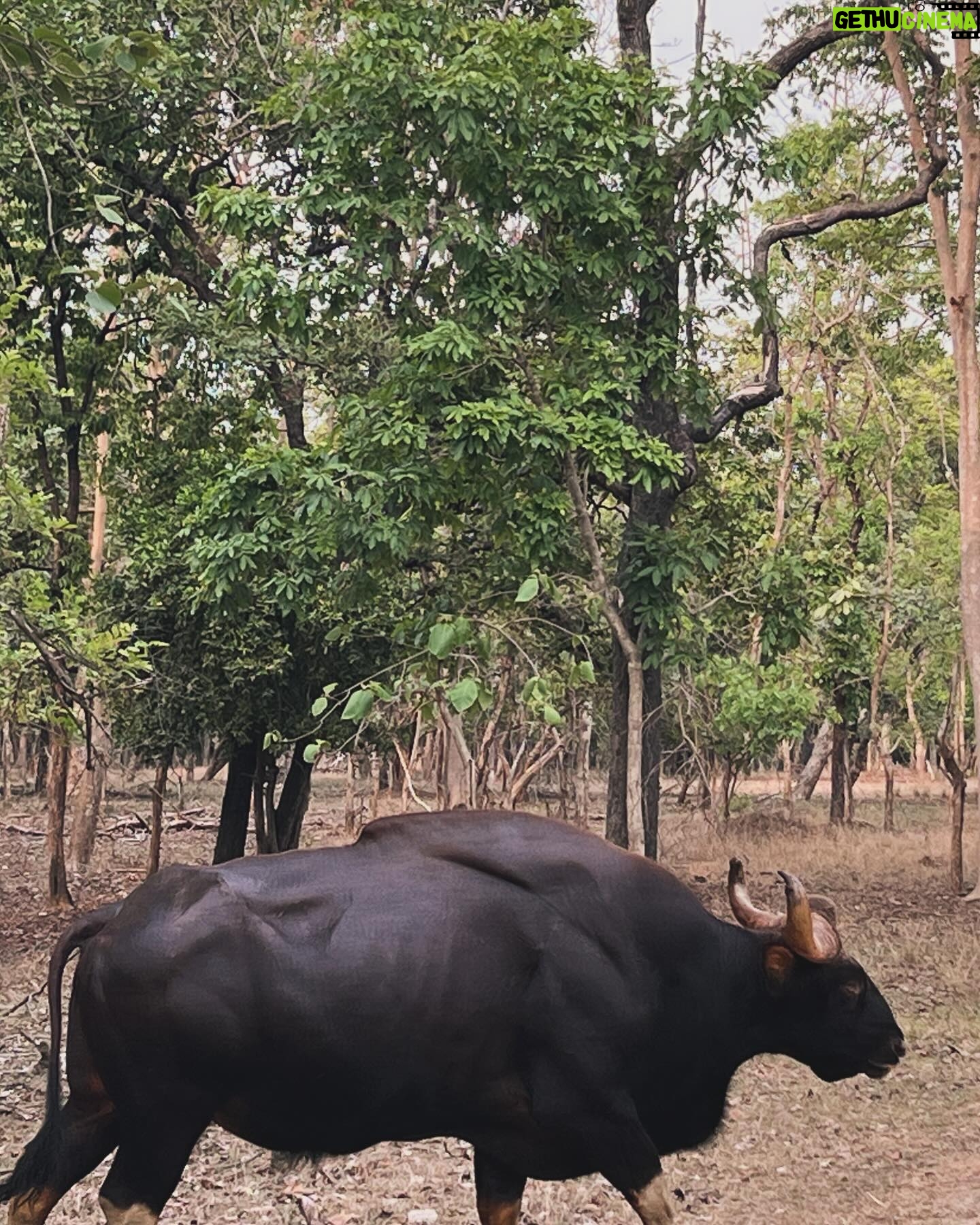 Lin Laishram Instagram - Manifesting dreams into reality, one day at a time. Every morning I wake up grateful for the beauty of nature and the life it breathes into my dreams. #naturelovers #gaur #leopard