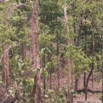 Lin Laishram Instagram - Manifesting dreams into reality, one day at a time. Every morning I wake up grateful for the beauty of nature and the life it breathes into my dreams. #naturelovers #gaur #leopard