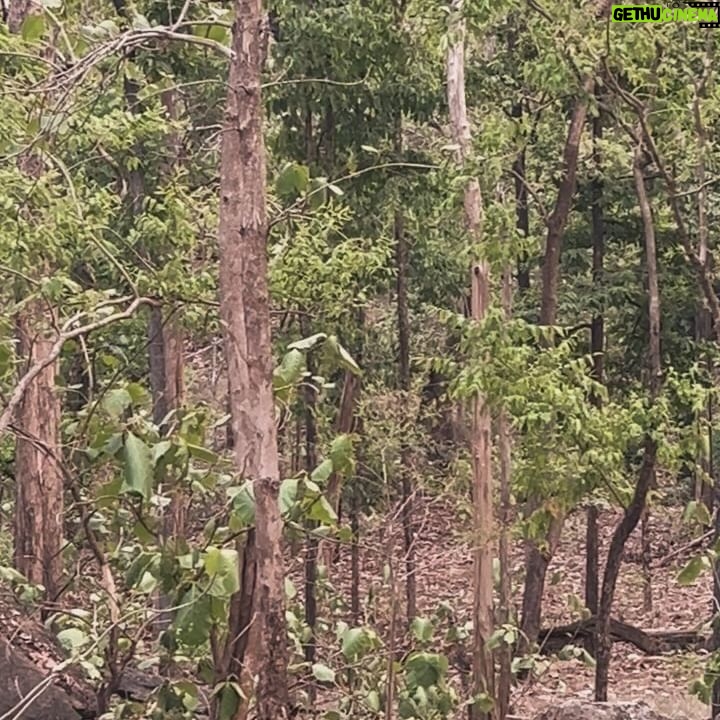 Lin Laishram Instagram - Manifesting dreams into reality, one day at a time. Every morning I wake up grateful for the beauty of nature and the life it breathes into my dreams. #naturelovers #gaur #leopard