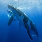 Lina Esco Instagram – PLEASE sign petition to help extend the ban on whaling in iceland. every year the richest man in iceland, kristján loftsson, a fucking monster— pushes to continue his whaling company. let’s  keep on pushing until hopefully one day this will end. LINK IN MY BIO.