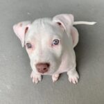 Lina Esco Instagram - dragon you are sharing my heart with ogee now. everyone meet dragon. we rescued this little girl over a week ago. she thanks me everyday with those eyes. thank you @istandwithmypack & @debfeldbloom for doing all the incredible work that you guys do #adoptdontshop🐾