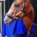 Lindsay Czarniak Instagram - I wanted to share more of my conversation with Mystik Dan owner @sharilynjean rainy conditions could help Mystik Dan today in his quest to keep his Triple Crown hopes alive because he has done well in muddy conditions. The cover photo is the horse this morning!@preaknessstakes @jdavideos #horses #thoroughbred #thoroughbreds #horseracing #astakeinstardom