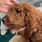 Lindsay Czarniak Instagram – Puppy’s first haircut! Didn’t exactly know what to expect but Myles seemed to enjoy the blowout #dogs #family #groom #puppylove