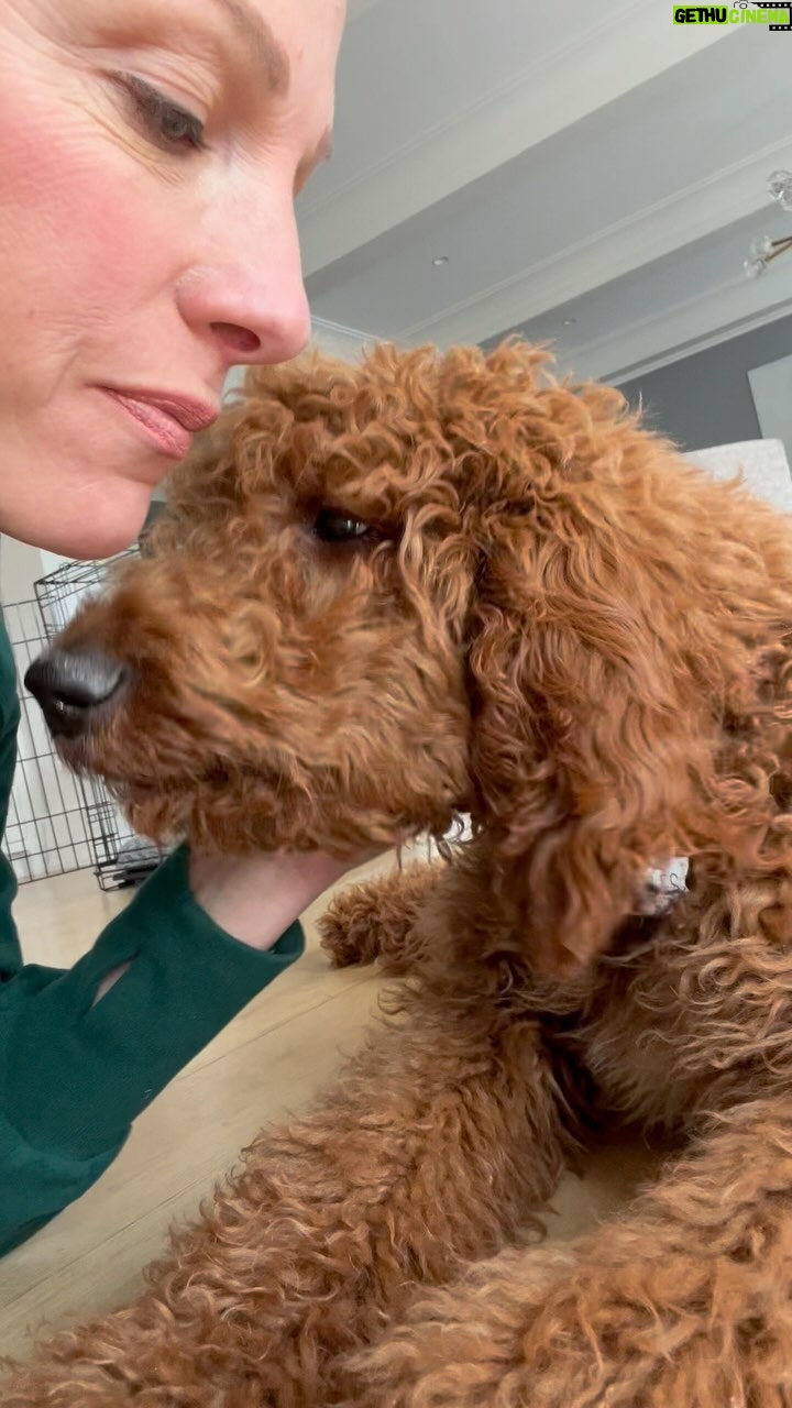Lindsay Czarniak Instagram - Puppy's first haircut! Didn't exactly know what to expect but Myles seemed to enjoy the blowout #dogs #family #groom #puppylove