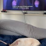 Lisa Marie Varon Instagram - We @sandiego2010 aren’t the only one excited to watch @twinparanormal . Lovey is always excited! @wolfrees @twin_paranormal @wyatt_k_hausman @riverghostrees #paranormal #twinparanormal