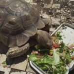 Lisa Marie Varon Instagram - I like Turtles