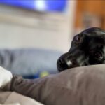 Lisa Marie Varon Instagram - OMG …. Been working 6 days straight and today was extremely busy with many new patients and I come home to this face staring at me which makes our hearts so happy and love Moana so much as well as Lovey… Happy Family
