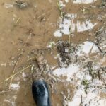 Lisa Wilkinson Instagram - It’s just about impossible for me to put into words what I’ve seen on the ground here in Lismore this week. Lives and livelihoods destroyed, hearts broken, homes beyond repair, their entire contents - everything these beautiful families once held dear - now mud-soaked and strewn in metres-high piles on the footpath awaiting giant garbage trucks heading for the tip. Tables they once sat at, beds they once slept in, photos they once cherished, bikes, dolls, toys, fridges, TVs…every momento part of someone’s story, every broken tile a piece of someone’s home. I’ve found myself as we’ve walked these streets, imagining the robust lives that just two weeks ago were being lived here never knowing what was heading their way. These homes are now empty, most uninhabitable, their windows wide open hoping to extinguish the unmistakable gut-punching smell that floods leave behind. It’s the smell of death, rotting garbage, raw sewerage and mud. There are no dogs barking or birds tweeting, it’s just silent and that’s not what this area is. It’s normally so loud and colourful and now all you hear is the sound of gurneys and generators and helicopters. The devastation here is unimaginable, thousands upon thousands of people have been displaced, living in temporary accomodation, many living off the kindness of strangers. Those who are still here are raw, exhausted, and running on adrenaline, but the community spirit is incredible. That alone though won’t keep them going. Government response and assistance has been slow and in some cases non-existent, many are uninsured because of sky-high premiums, and tricky clauses…so they desperately need our help. This will take years to fix. So if you can spare anything at all, the following organisations are doing wonderful work not just in Lismore, but in ALL the affected flood zones of the last few weeks in NSW and QLD. Whatever you can spare, thank u. And please know it WILL make a difference🙏💔 @givit_aus @lifelineaustralia @salvosau @aussiehelpinghands @redcrossau Let’s do this!!! 🇦🇺 #flood #floods #lismore St Carthage’s Cathedral 📸 by Kirran Shah.