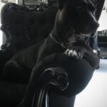 Lisette Morelos Instagram - Un día como hoy en 2015 llego a casa Lilith! Gracias negra por estos años maravillosos!!!! Te amo! Gracias @ericasanchezsu y a @escul_can por hacer esto posible! Feliz cumpleaños Lilith!!!!! 🥰😍 #adoptdontshop #standupforpits