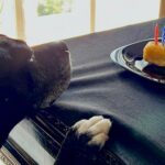 Lisette Morelos Instagram - Feliz cumpleaños #Lina ! Gracias @ericasanchezsu 😍😍😍 #5YO #pitbull #pitbullsofinstagram #pitbulllife