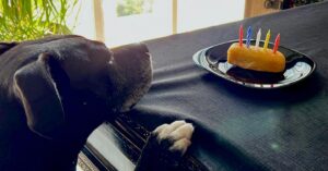 Lisette Morelos Instagram - Feliz cumpleaños #Lina !
Gracias @ericasanchezsu 😍😍😍
#5YO #pitbull #pitbullsofinstagram #pitbulllife