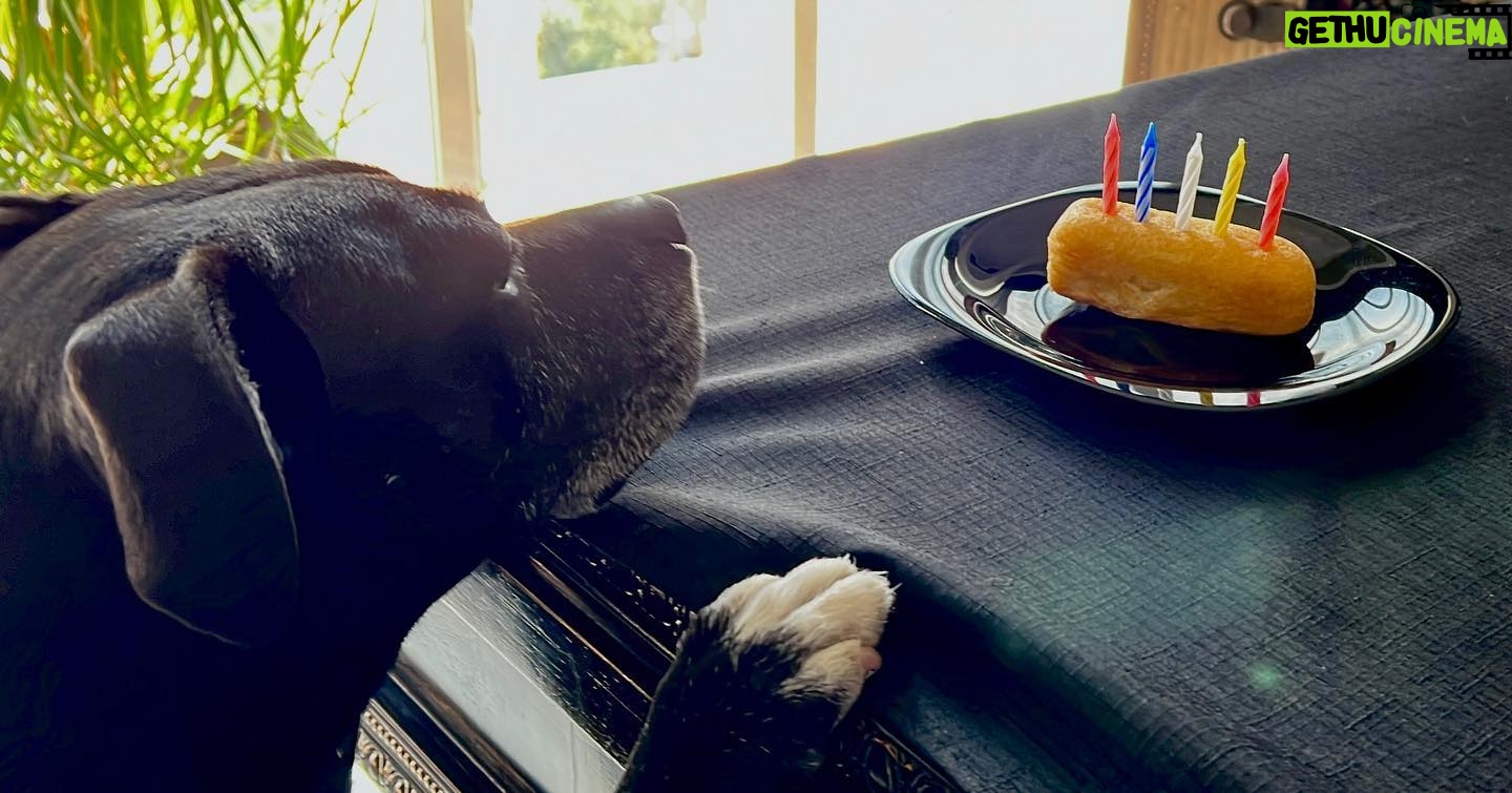 Lisette Morelos - 775 Likes - Feliz cumpleaños #Lina !
Gracias @ericasanchezsu 😍😍😍
#5YO #pitbull #pitbullsofinstagram #pitbulllife