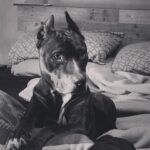 Lisette Morelos Instagram – Un día como hoy en 2015 llego a casa Lilith! Gracias negra por estos años maravillosos!!!! Te amo! 
Gracias @ericasanchezsu y a @escul_can por hacer esto posible! 
Feliz cumpleaños Lilith!!!!! 🥰😍
#adoptdontshop #standupforpits