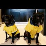 Lisette Morelos Instagram – Un día como hoy en 2015 llego a casa Lilith! Gracias negra por estos años maravillosos!!!! Te amo! 
Gracias @ericasanchezsu y a @escul_can por hacer esto posible! 
Feliz cumpleaños Lilith!!!!! 🥰😍
#adoptdontshop #standupforpits