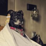 Lisette Morelos Instagram - Cuando quieres descansar y no puedes porque tu mamá se la pasa tomándote fotos #pitbullsofinstagram #pitbulllove #pitbulllife #adoptdontshop