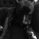 Lisette Morelos Instagram - Un día como hoy en 2015 llego a casa Lilith! Gracias negra por estos años maravillosos!!!! Te amo! Gracias @ericasanchezsu y a @escul_can por hacer esto posible! Feliz cumpleaños Lilith!!!!! 🥰😍 #adoptdontshop #standupforpits
