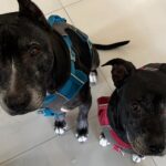 Lisette Morelos Instagram - Chantaje mañanero…🙄🤣🥴🤦🏻‍♀️ Hasta se ve la gota de baba en el piso 🤣#pitbullsofinstagram #pittielove