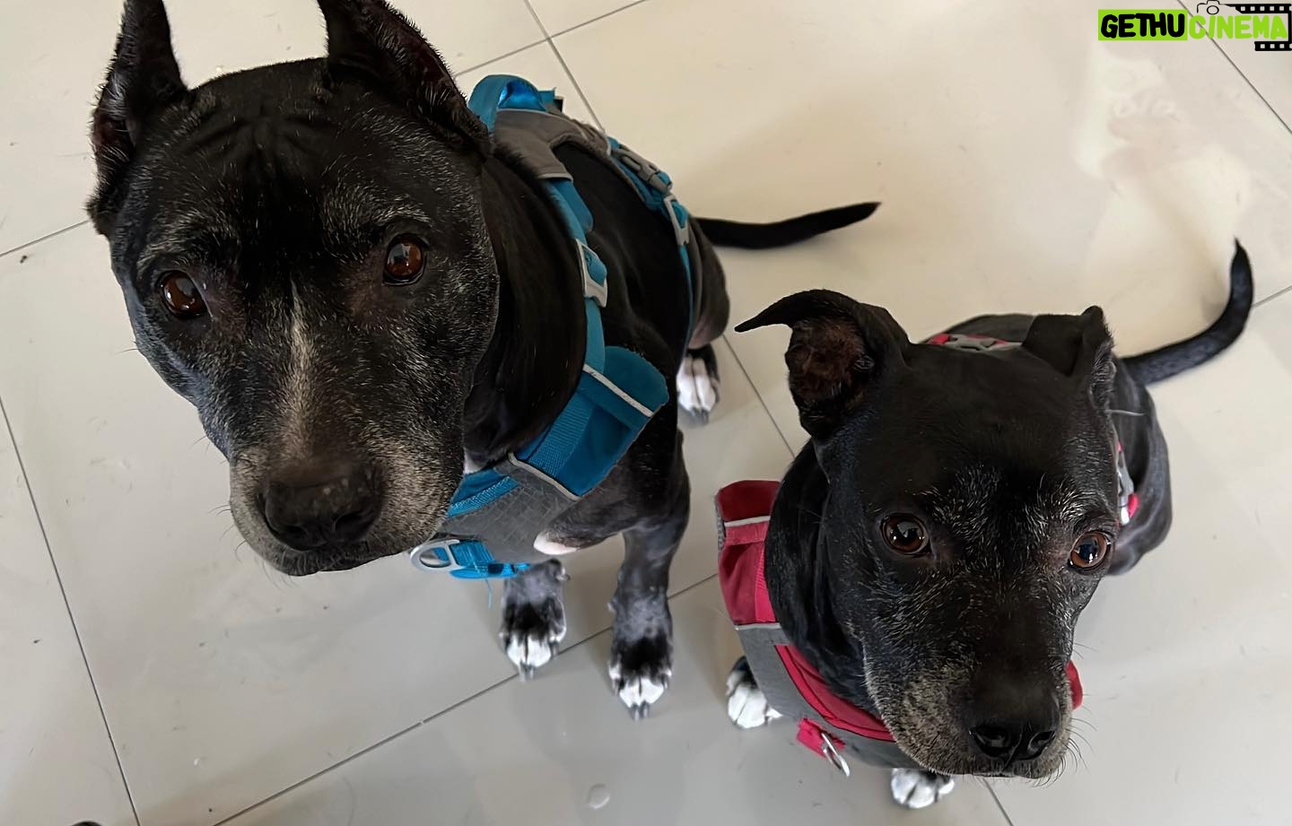 Lisette Morelos Instagram - Chantaje mañanero…🙄🤣🥴🤦🏻♀️ Hasta se ve la gota de baba en el piso 🤣#pitbullsofinstagram #pittielove