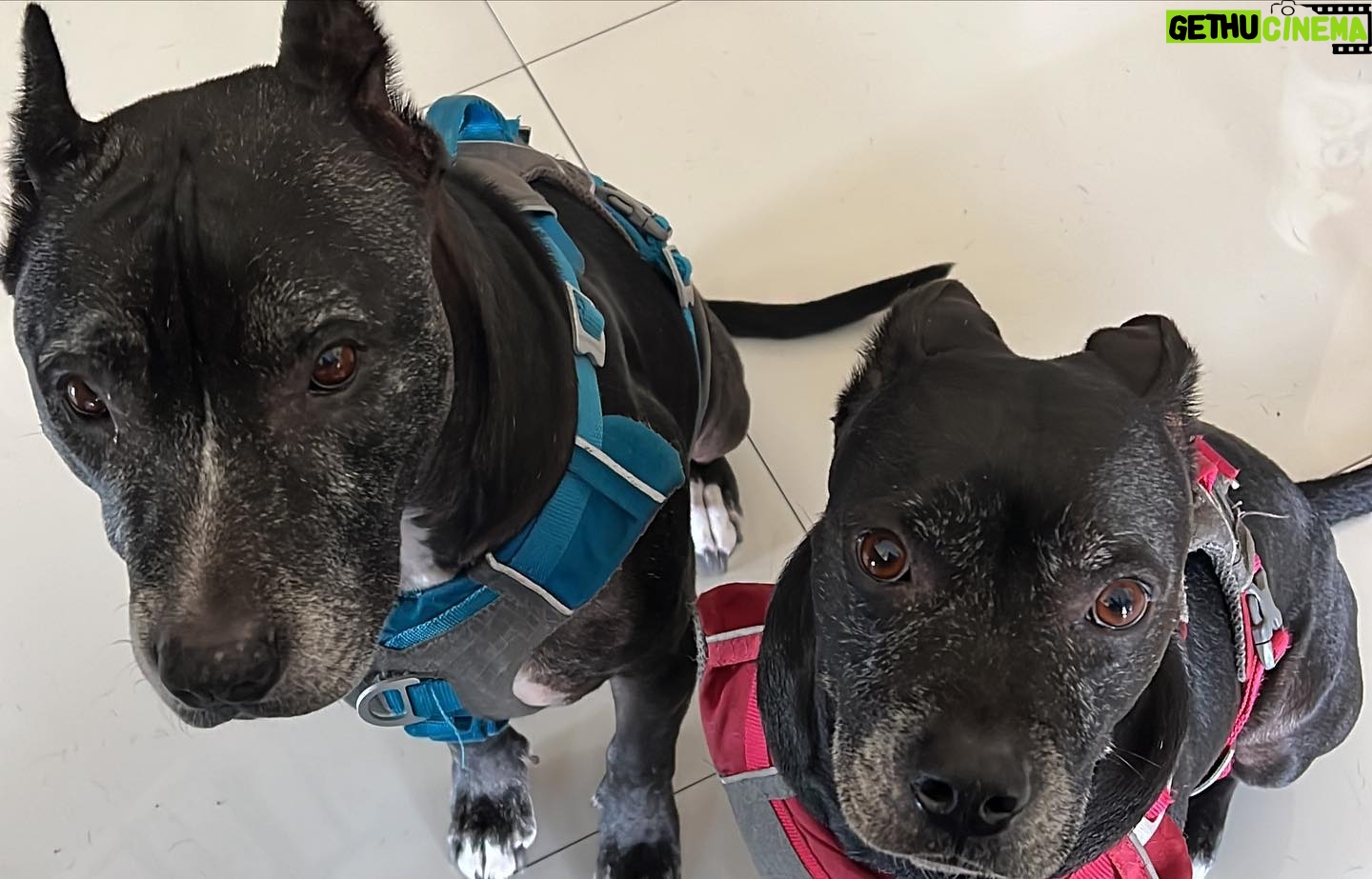 Lisette Morelos Instagram - Chantaje mañanero…🙄🤣🥴🤦🏻♀️ Hasta se ve la gota de baba en el piso 🤣#pitbullsofinstagram #pittielove