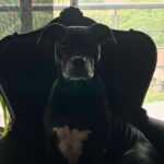 Lisette Morelos Instagram - 🤦🏻‍♀️ Cuando te quieres sentar, pero tu sillón favorito está ocupado… #pitbullsofinstagram #Lina #adoptdontshop