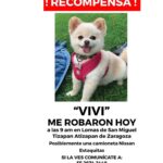 Lisette Morelos Instagram - Les pido de favor me ayuden a encontrar esta perrita! Cualquier info mande la al teléfono en la foto 😭 @prensadanna