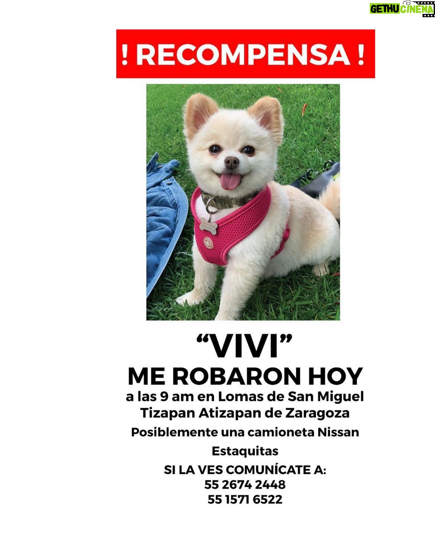 Lisette Morelos Instagram - Les pido de favor me ayuden a encontrar esta perrita! Cualquier info mande la al teléfono en la foto 😭 @prensadanna