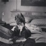 Lisette Morelos Instagram – Lîlîth 😍🥰 #pitbullsofinstagram #pitbulllove #pitbullife