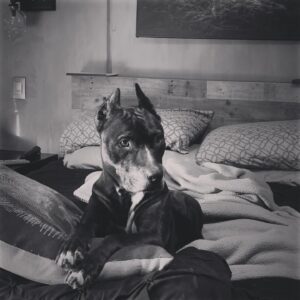 Lisette Morelos Instagram - Lîlîth 😍🥰 #pitbullsofinstagram #pitbulllove #pitbullife
