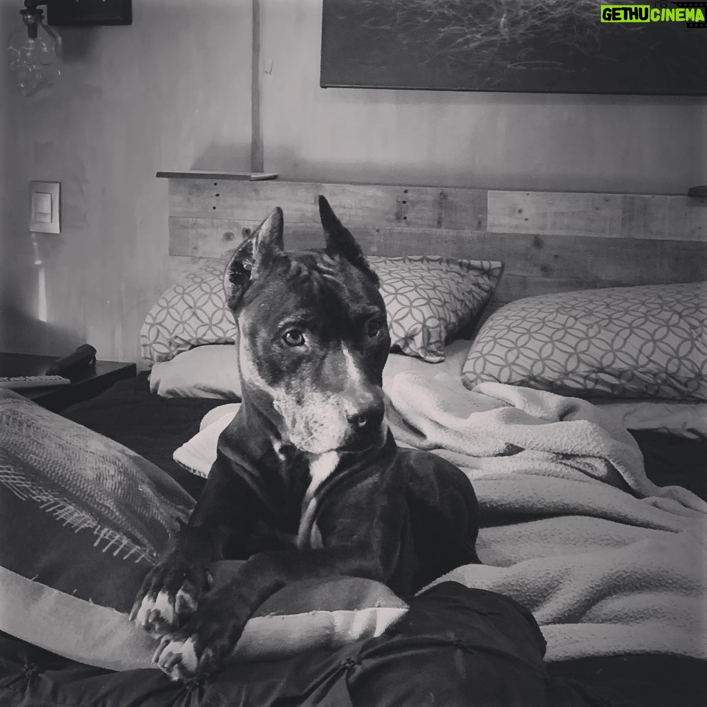 Lisette Morelos - 1.2K Likes - Lîlîth 😍🥰 #pitbullsofinstagram #pitbulllove #pitbullife