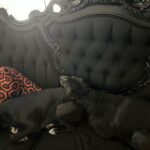 Lisette Morelos Instagram – Yo las veo muy estresadas… ustedes? 🤣 🥰
#pitties #pitbulls