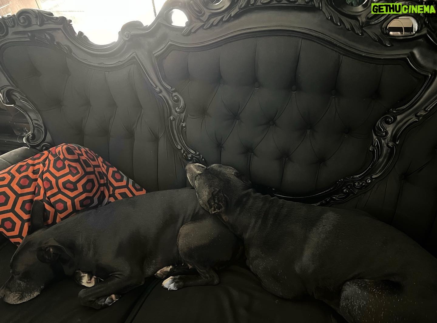 Lisette Morelos Instagram - Yo las veo muy estresadas⦠ustedes? š¤£ š„° #pitties #pitbulls