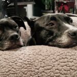 Lisette Morelos Instagram – 😍😍😍😍❤️ #pitbullsofinstagram #pitbulllove #pitbulllife