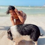 Lisseth Chavez Instagram - What in the world!! I had to see it to believe it😆 it’s a PIG BEACH yalll 🫶🏽🐷 #yucatán🇲🇽