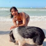Lisseth Chavez Instagram - What in the world!! I had to see it to believe it😆 it’s a PIG BEACH yalll 🫶🏽🐷 #yucatán🇲🇽