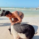 Lisseth Chavez Instagram - What in the world!! I had to see it to believe it😆 it’s a PIG BEACH yalll 🫶🏽🐷 #yucatán🇲🇽