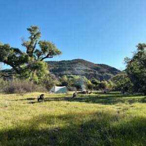 Lisseth Chavez Instagram - Left civilization for a week and came back with a tribe! 🐐

HIDE CAMP: Where we spent a week unplugged, communing with goats, whispered to cottonwood trees, danced under the stars around crackling fires. 

We went back to basics & embraced our primitive ancestral skills. 

A huge Thank you thank you to @caprakhan & Rain Gorenc for guiding and sharing this experience with us🤍 
Thank you for teaching us old ways, for sharing your home with us, for the memories we created, I’m Truly grateful for it alllll 🥹🙏🏽