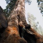 Lisseth Chavez Instagram – Nature is the purest portal to inner-peace🦋🖤 #sequoianationalpark #camplife
