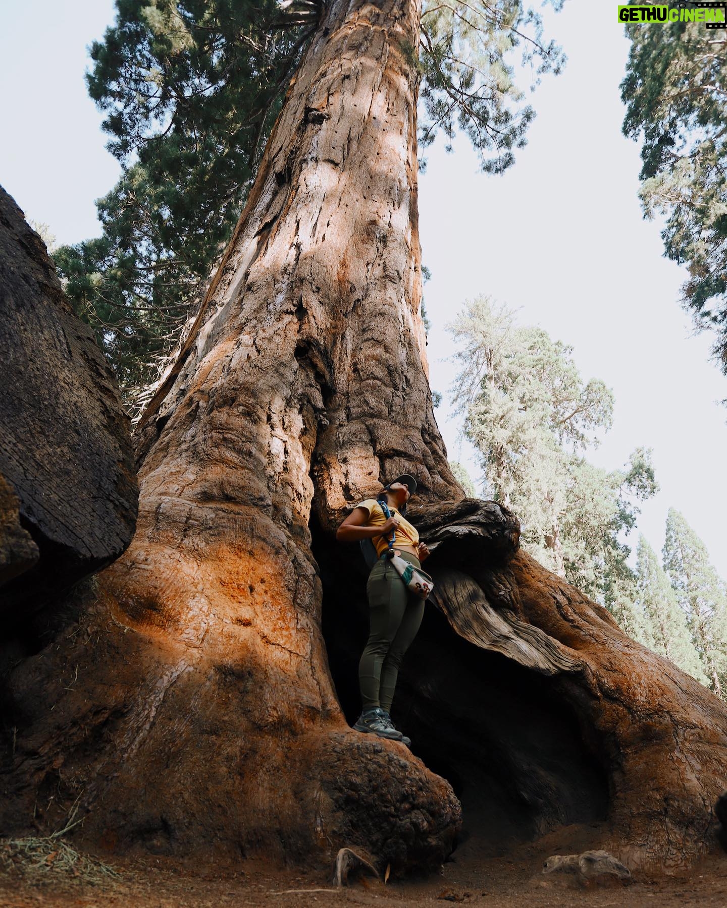 Lisseth Chavez Instagram - Nature is the purest portal to inner-peace🦋🖤 #sequoianationalpark #camplife